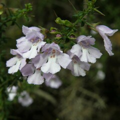 Prostanthera spinosa