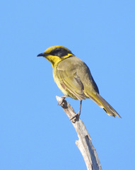 Lichenostomus melanops