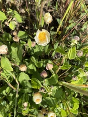 Wissadula glechomifolia