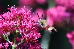 Hemaris fuciformis