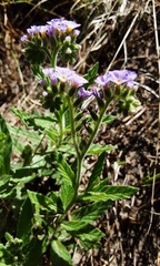 Heliotropium amplexicaule