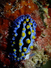 Phyllidia coelestis