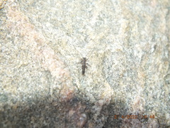 Allocapnia vivipara