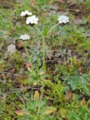 Plagiobothrys nothofulvus