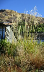 Austroderia richardii