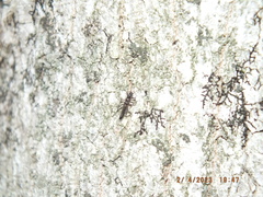 Allocapnia vivipara