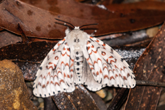 Lymantria nephrographa