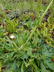 Plagiobothrys nothofulvus