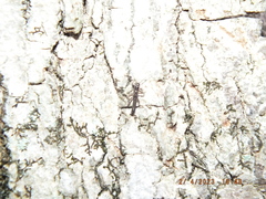 Allocapnia vivipara