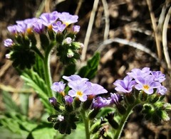 Heliotropium amplexicaule