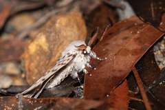 Lymantria nephrographa