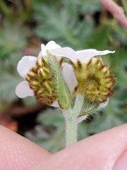 Plagiobothrys nothofulvus