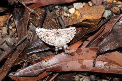 Lymantria nephrographa