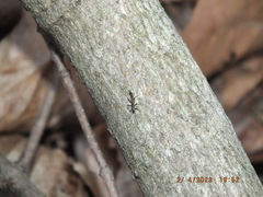 Allocapnia vivipara