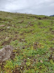 Plagiobothrys nothofulvus