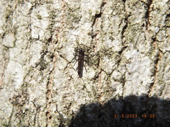 Allocapnia vivipara