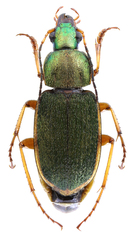 Chlaenius olivieri