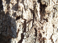 Allocapnia vivipara