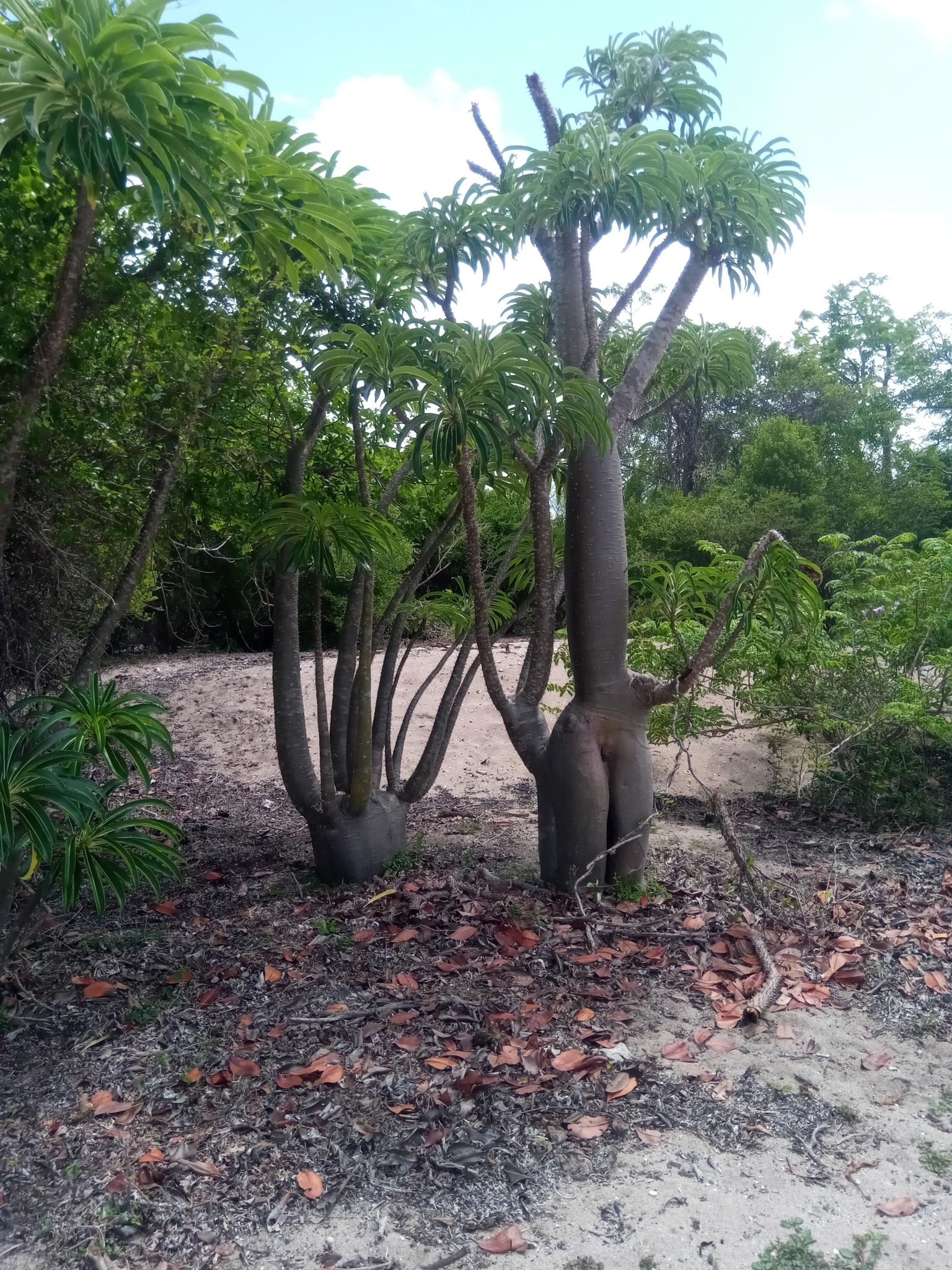 Imagem de Pachypodium