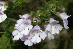 Prostanthera spinosa