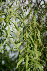 Acacia salicina