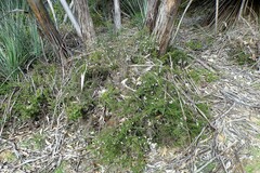 Prostanthera spinosa