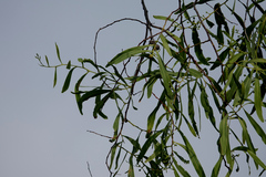 Acacia salicina