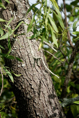 Acacia salicina