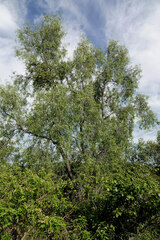 Acacia salicina