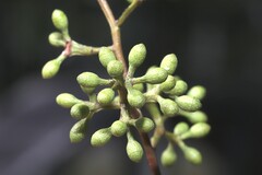 Eucalyptus cloeziana