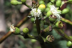 Eucalyptus cloeziana