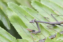 Pseudomantis albofimbriata