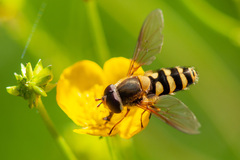 Syrphus vitripennis