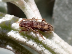 Psylacrida australe