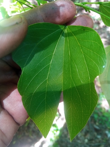 Bauhinia hildebrandtii