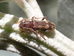 Psylacrida australe