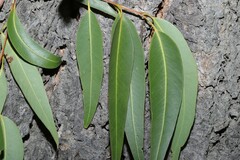 Eucalyptus cloeziana