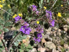 Phacelia crenulata