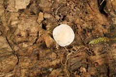 Clitopilus scyphoides reductus