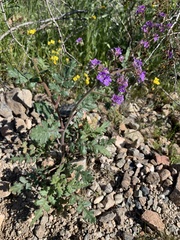 Phacelia crenulata