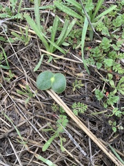 Lupinus microcarpus