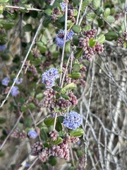 Ceanothus tomentosus