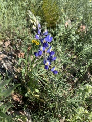 Lupinus sparsiflorus