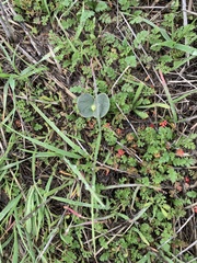 Lupinus microcarpus