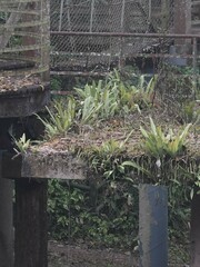 Microsorum punctatum