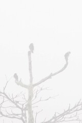 Microhierax melanoleucos