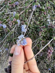 Ceanothus tomentosus