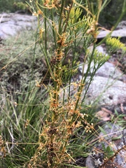 Cuscuta harperi