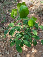 Discospermum sphaerocarpum