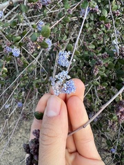 Ceanothus tomentosus